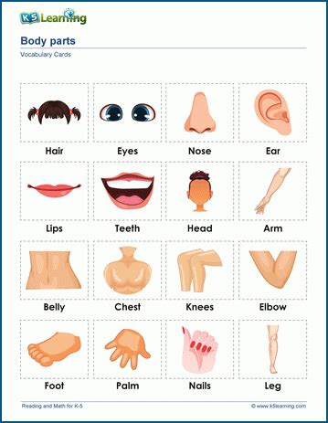 Body parts vocabulary & vocabulary cards | K5 Learning