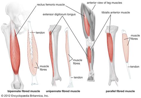 Leg Muscle Diagram Side / Medical Illustration Of Human Leg Muscles Four Side Views Stock Photo ...