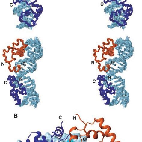 Structure of the tetrameric Lac repressor protein in complex with O1... | Download Scientific ...