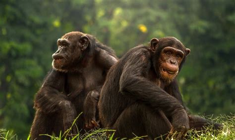 Stone throwing chimps appear to like the sound when it hits a tree