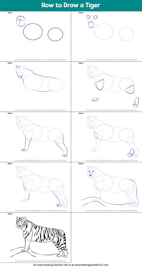 How to Draw a Tiger (Zoo Animals) Step by Step | DrawingTutorials101.com