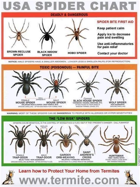 Spider Repellent Ideas That Really Work | The WHOot | Spider ...