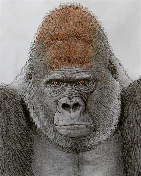 ArtStation - Gorilla face,circa 2014