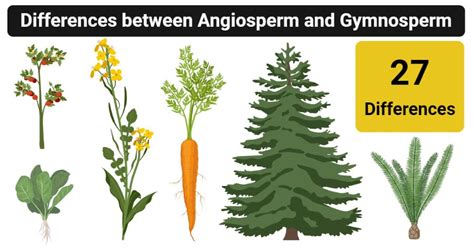 Angiosperm vs. Gymnosperm: 27 Differences, Examples