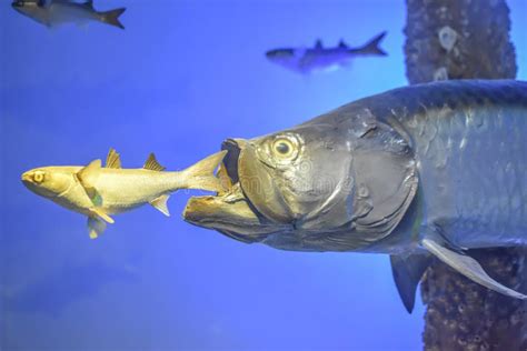 Large Fish Eating a Smaller Fish Exhibit Editorial Stock Image - Image ...