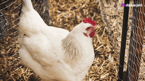 Delaware Chicken Breed. What is it? - Chicken Pets