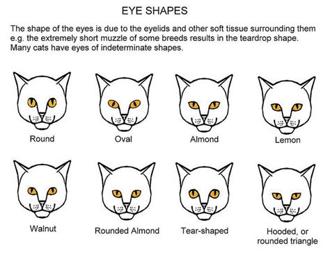 Cats, Feline anatomy, Cat eye colors