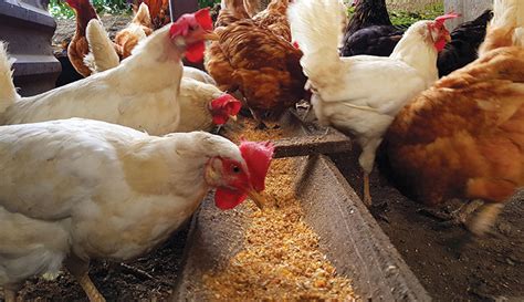 Feeding Chickens: Basic Items Consider for Your Chicken - Hobby Farms