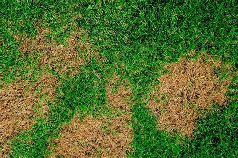 How to Treat Brown Patch Fungus in Your Lawn