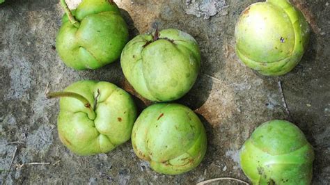 A Guide to Ou Tenga : The Elephant Apple Delicacies from Assam