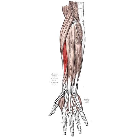 Extensor Carpi Radialis Brevis Origin, Insertion, Action - The Wellness ...