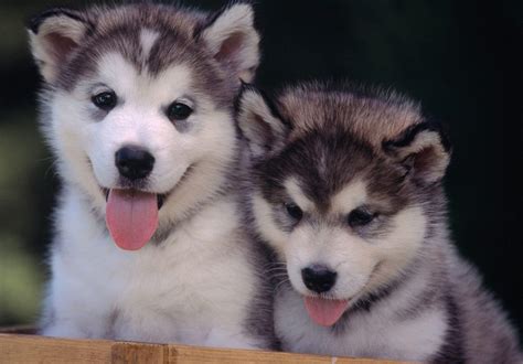 Cute Husky Puppies Wallpaper