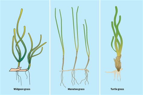 Seagrass 101: Understanding the Problem - Florida Sportsman