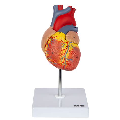 Buy Axis Scientific Heart Model, 2-Part Deluxe Life Size Human Heart Anatomical Replica, 34 ...