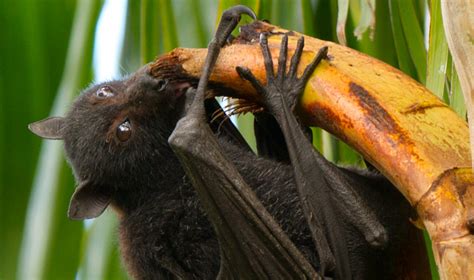 Black flying-fox (Pteropus alecto) – The Clean Air and Urban Landscapes Hub