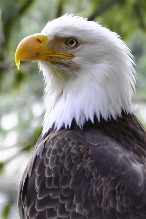 Eagle | Bald eagle, Eagle pictures, Birds of prey