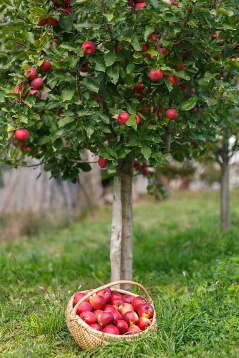 Cloud Farm Apple Sunehari Hybrid Grafted Live Plant[CF02] : Amazon.in ...