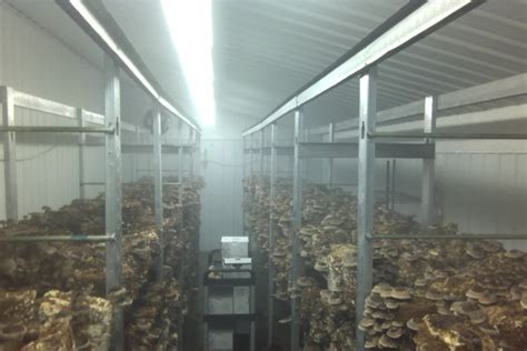 Pressure Treated Wood Shelving - Gourmet and Medicinal Mushrooms - Shroomery Message Board