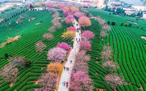 Cherry Blossoms Have Just Bloomed In China, And It’s Probably One Of The Most Amazing Sights On ...