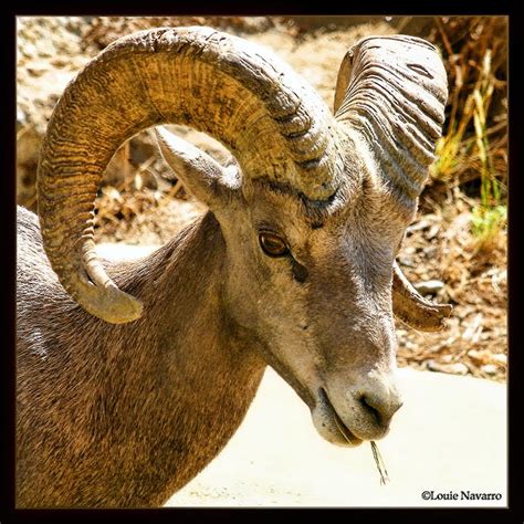 El Borrego Cimarrón de Baja California.