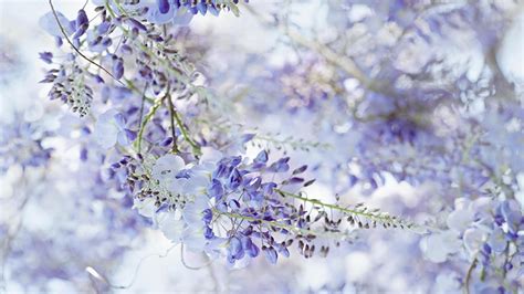 Wisteria Wallpaper - Wallpaper, High Definition, High Quality, Widescreen