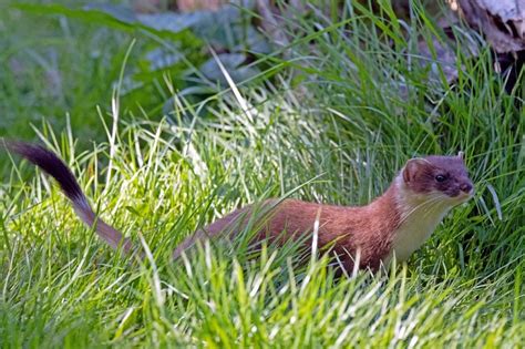 Stoat vs Ferret | The 9 Key Differences