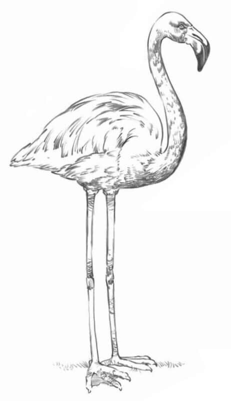 How to draw a flamingo. Step-by-step drawing tutorial.