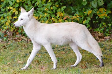 Coyote White: Unraveling the Mystery of this Unique Coyote