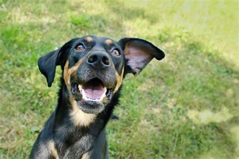 Doberman Pinscher Boxer Mix