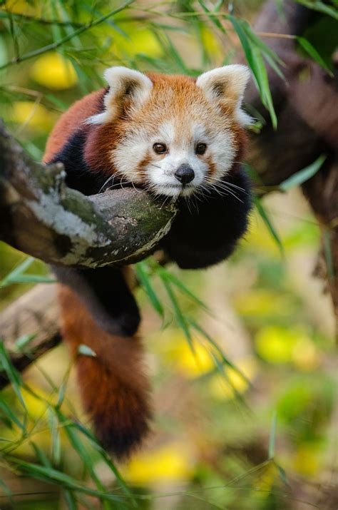 The Red Panda Cute Wildlife The Wildlife - Riset