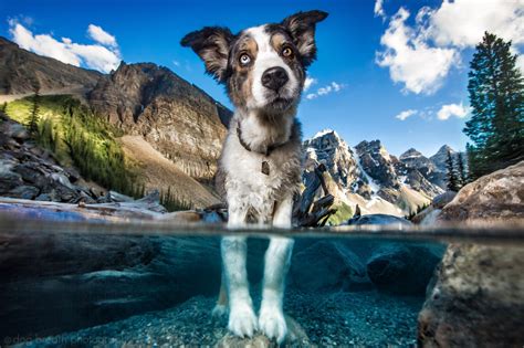 Dog Photography That Is Doggone Good | Fstoppers