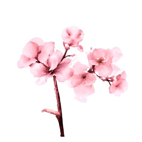 Watercolor Cherry Blossom Branch · Creative Fabrica