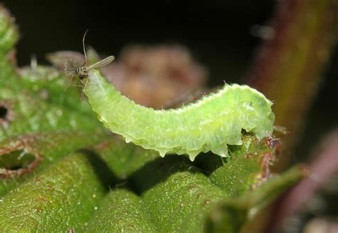 Syrphidae sp. (Hoverfly larvae) | Skagit State Wildlife Recr… | Flickr