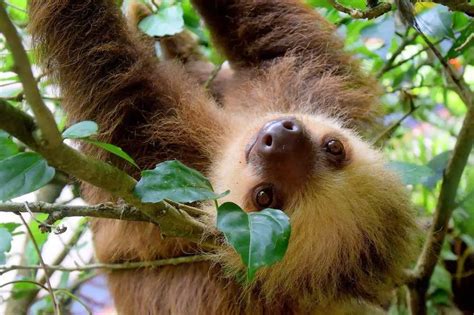 How Do Sloths Adapt To The Rainforest? (9 Amazing Traits You Should Know) - Natience