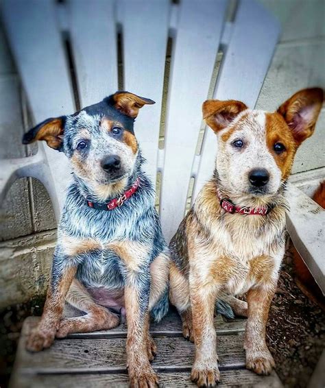 Loading... | Heeler puppies, Blue heeler dogs, Red heeler dog