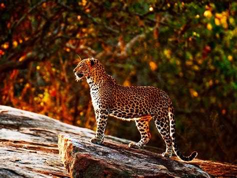 Sri Lanka Wildlife National Parks | For Best Safari Experience in Sri Lanka