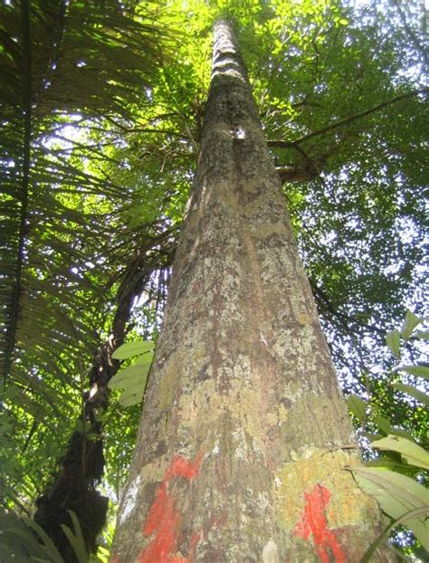 abah: Mengenal Eboni Sulawesi (Diospyros celebica Bakh)