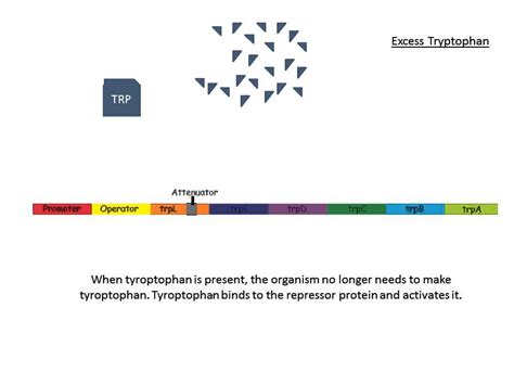 Trp Operon Animation - YouTube