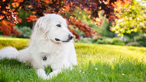 Great Pyrenees Training Guide | Our Deer