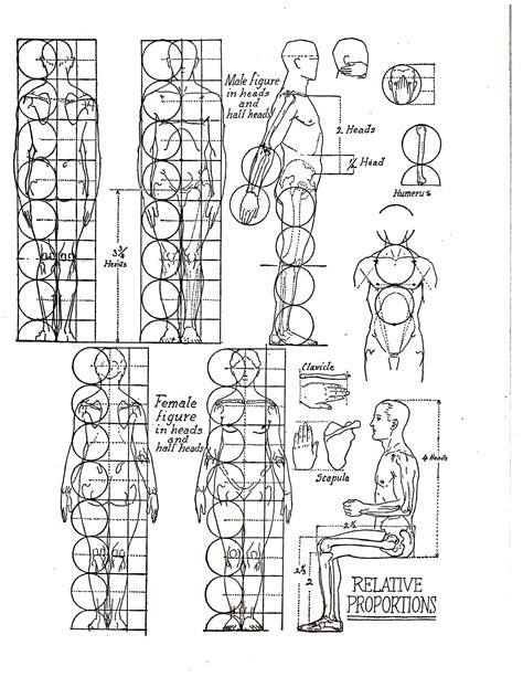 BASIC PROPORTIONS OF THE HUMAN BODY | Stafford ArtWorks