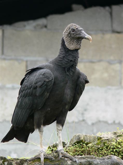 Request a ‘Depredation Permit’ Before Black Vultures Attack | Ohio BEEF Cattle Letter