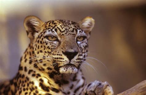 Arabian Leopard (panthera Pardus) Photograph by Photostock-israel - Fine Art America