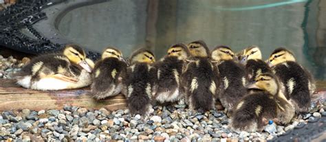 Mallard Duckling Season FAQ - Wildlife Rescue Association of BC