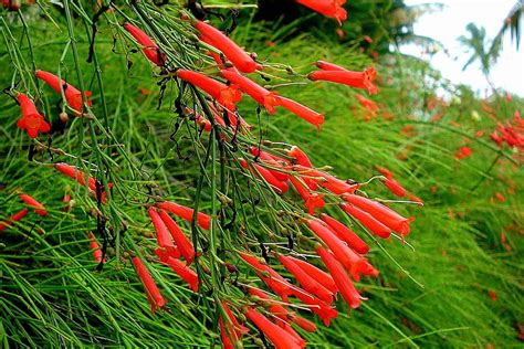 Firecracker Plant Care Guide | Plantly