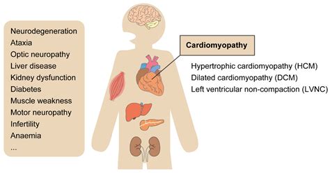 Biology | Free Full-Text | Disease Modeling of Mitochondrial Cardiomyopathy Using Patient ...