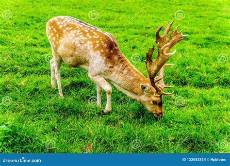 Fallow Deer with Antlers in a Meadow Stock Photo - Image of animal, grass: 133683354