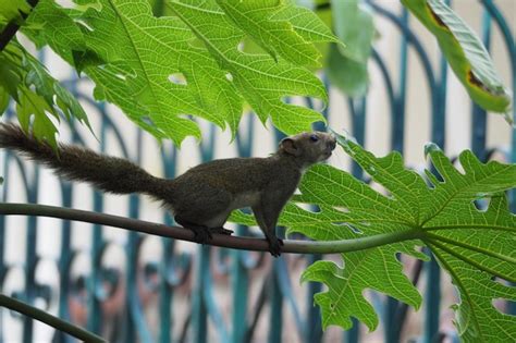 Premium Photo | A garden squirrel finds materials to use for its habitat