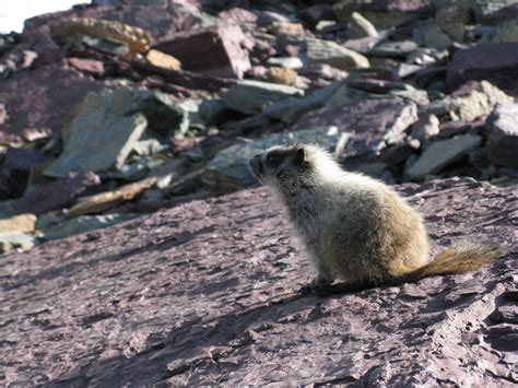 Marmot | Animals, Polar bear, Marmot