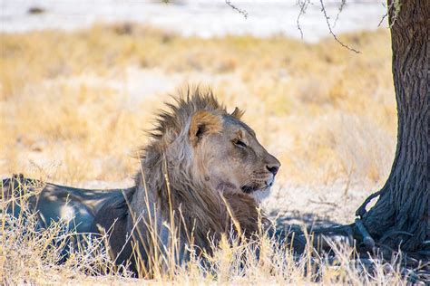 Safari in Etosha National Park: where the wildlife comes to you | Atlas & Boots