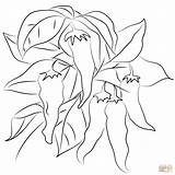 Chili Coloring Page Free Printable Coloring  Home sketch template